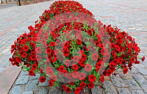 Beautiful red flowers on grey old cobblestone pavement background. Typical european city/town street decoration concept