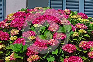 Beautiful red flowers of hydrangea Hydrangea macrophylla