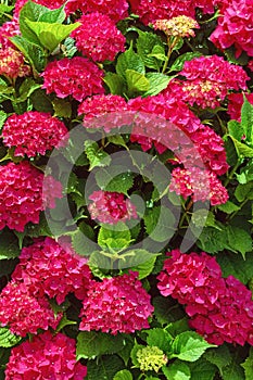 Beautiful red flowers of hydrangea on sunny day
