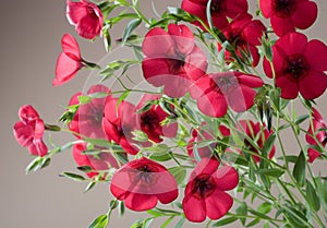 Beautiful red flowers linum grandiflorum