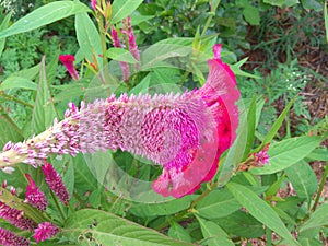 BEAUTIFUL AND RED FLOWERS THE NATURE