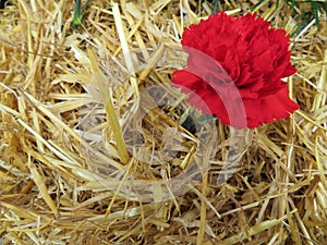 Beautiful red flowers of nice color and great aroma tucked in straw photo