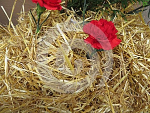 Beautiful red flowers of nice color and great aroma tucked in straw photo