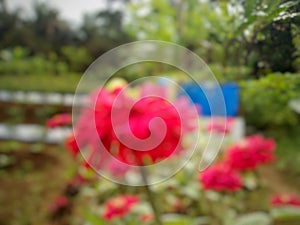 Beautiful red flowers, perfect for the background