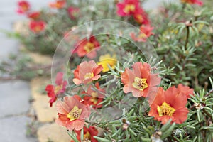 Beautiful red flowers Portulaca oleraceae in a garden. Close-up. selective focus