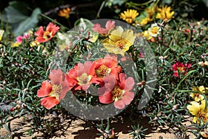 Beautiful red flowers Portulaca oleraceae in a garden. Close-up. selective focus