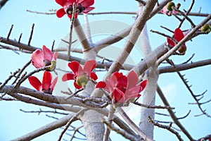 Beautiful red flowers on the tree Bombax Ceiba Blooms the Bombax Ceiba Lat. - Bombax ceiba or Cotton Tree