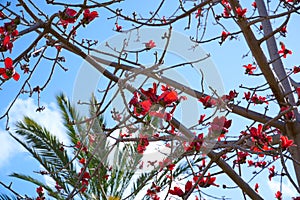Beautiful red flowers on the tree Bombax Ceiba Blooms the Bombax Ceiba Lat. - Bombax ceiba or Cotton Tree
