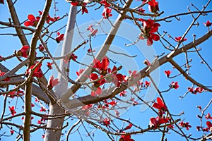 Beautiful red flowers on the tree Bombax Ceiba Blooms the Bombax Ceiba Lat. - Bombax ceiba or Cotton Tree
