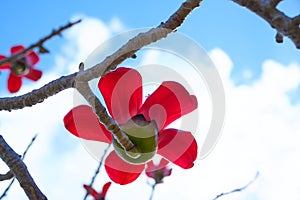 Beautiful red flowers on the tree Bombax Ceiba Blooms the Bombax Ceiba Lat. - Bombax ceiba or Cotton Tree