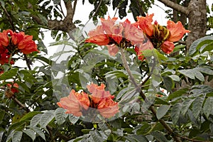 Beautiful red flowers of tropical vegetation of Costa Rica