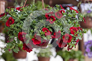 Beautiful red flowers on a vase photo