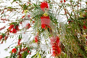 Beautiful red flowers of weeping willow tree