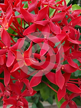 Beautiful red flowers in winter season