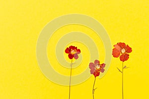 Beautiful red flowers on the yellow background top view. Flat lay style.