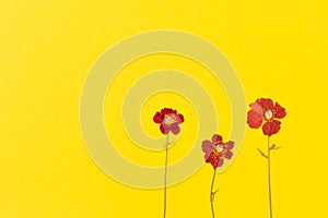 Beautiful red flowers on the yellow background top view. Flat lay style.