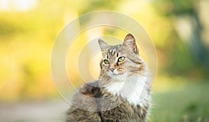 Beautiful red fluffy cat portrait on summer nature background