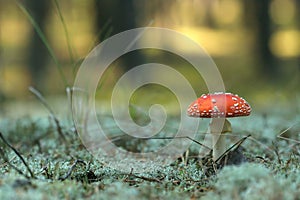 Beautiful red fly agaric