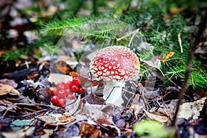 Beautiful red fly agaric in the autumn forest, close-up