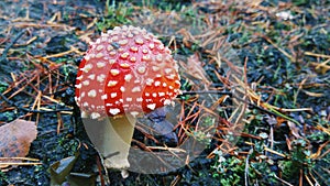 beautiful red fly agaric in the forest