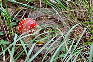 Beautiful red fly agaric in green grass close-up