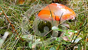 Beautiful red fly agaric in the green grass in forest. Autumn harvest of mushrooms in Carpathians