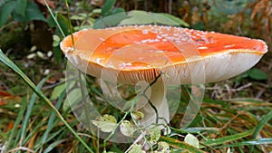 Beautiful red fly agaric in the green grass in forest. Autumn harvest of mushrooms in Carpathians
