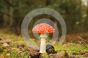 A beautiful red fly agaric mushroom closeup in the forest