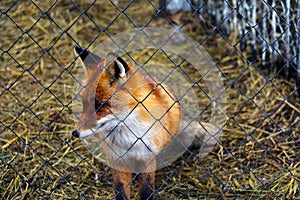 A beautiful red fox behind a cage. Rehabilitation center for wild animals