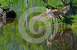 Beautiful Red Fox showing his water reflection.
