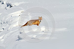 Beautiful red fox in snow