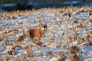 Beautiful red fox standing on a snowy field in winter