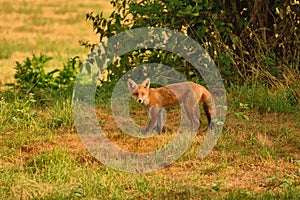 Inqusitive red fox, vulpes vulpes, early morning in a parched field.