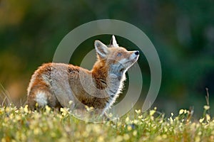 Beautiful Red Fox, Vulpes vulpes, at green forest with flowers