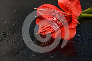 Beautiful red freesia flower on black background, closeup