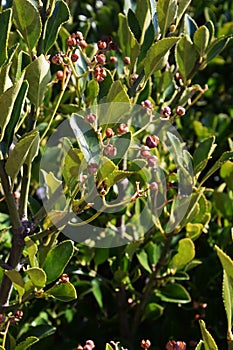 Seeds of Japanese spindle tree