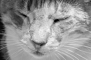 Beautiful red furred cat is resting under the table with closed eyes.