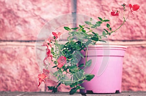 Beautiful red garden flowers in a pot on a pink background. Gardening and plant growing
