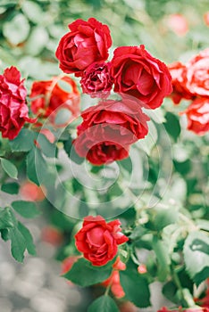 Beautiful red garden roses near white fence.