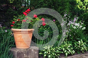 Red geranium flower in a clay pot in summer garden