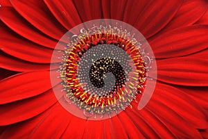 Beautiful red gerber flower part macro shot.