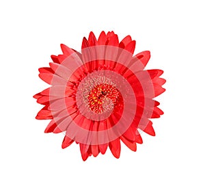 Beautiful red gerbera or barberton daisy flower blooming top view isolated on white background and clipping path