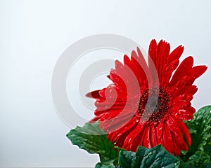 Beautiful red Gerbera daisy blooming in the spring