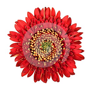 Beautiful red gerbera flower