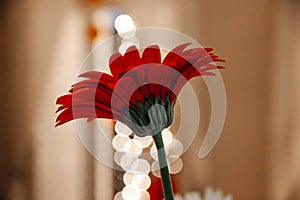 Beautiful Red Gerbera Flower and Beautiful Romantic. Gerbera Flower and Bokeh