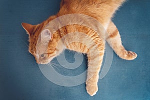 Beautiful red ginger cat lies on a blue sofa, shot from above