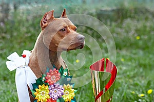 Beautiful red ginger dog of American PitBull terrier breed, red female with show ribbons and garland of flowers, old school ear