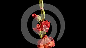 Beautiful red gladiole