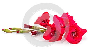 Beautiful red gladiolus flower. Blank of congratulatory card