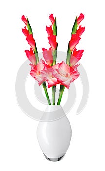 Beautiful red gladiolus in vase isolated